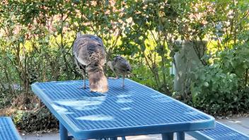 2 birds on a table