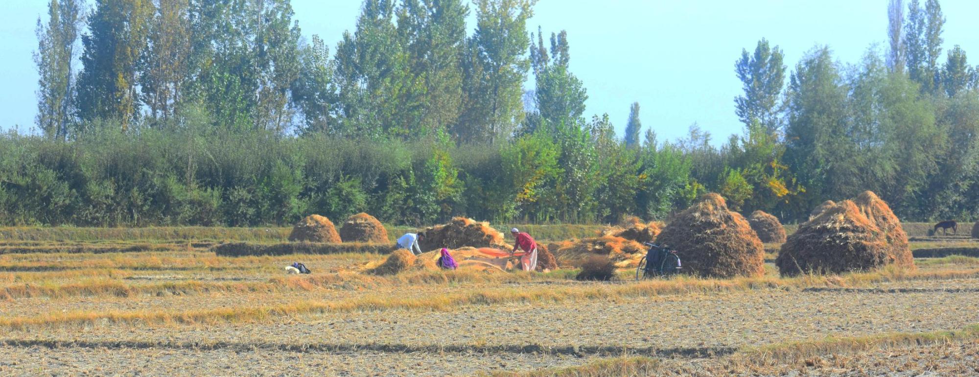 field