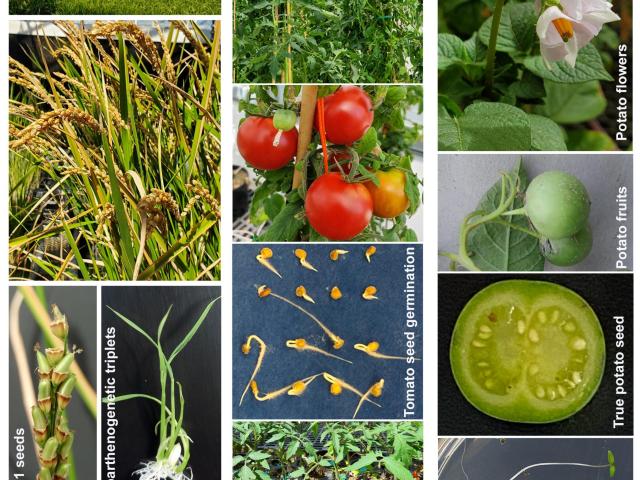 A collage of various crops, such at tomatoes and wheat, as well as their seeds.