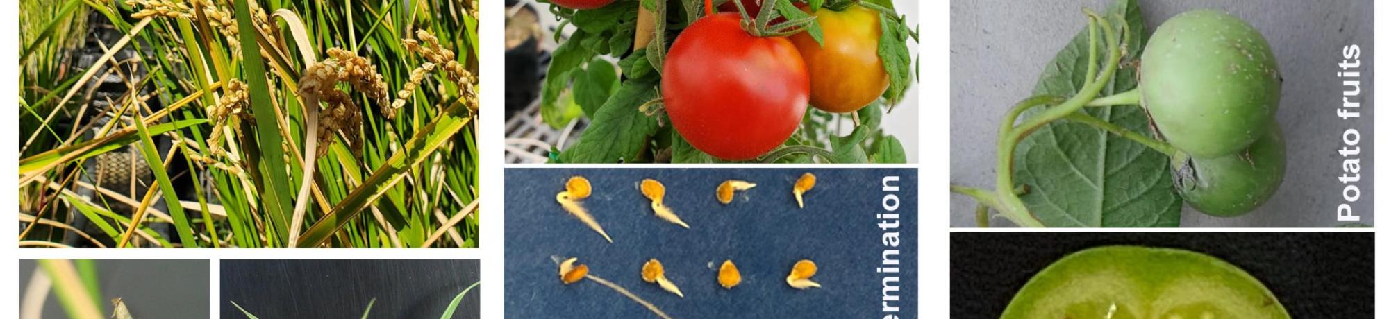 A collage of various crops, such at tomatoes and wheat, as well as their seeds.