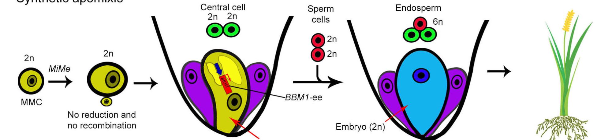 Diagram of Seeds and Things